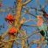 Mopane Bush Lodge - 214013