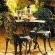 Lemon Tree Lane - 214205