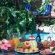 Lemon Tree Lane - 214211
