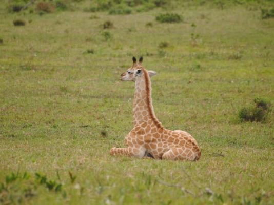 Leopard Tree Lodge - 214296