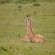 Leopard Tree Lodge - 214296