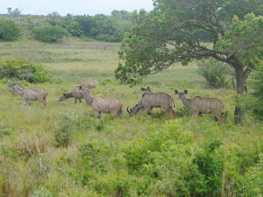 Leopard Tree Lodge - 214299