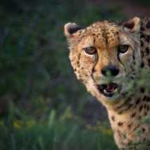 African Game Lodge - 214447