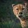 African Game Lodge - 214447