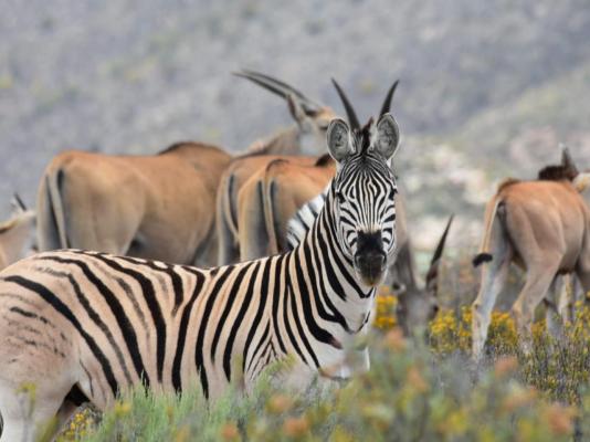 African Game Lodge - 214452