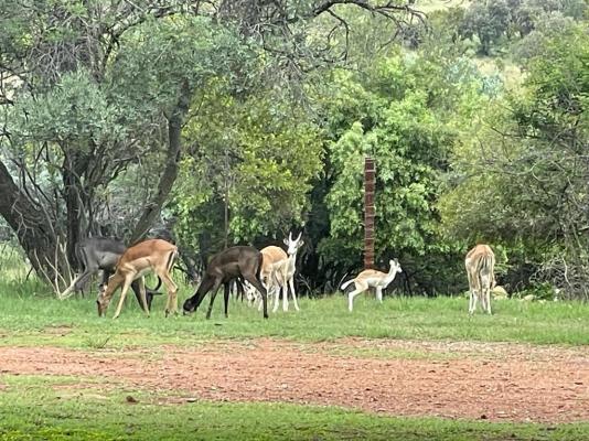 Mangwa Valley Game Lodge - 214785