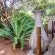 Mawusi Bush Lodge - 214823