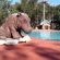 Palm Tree Lodge - 214922