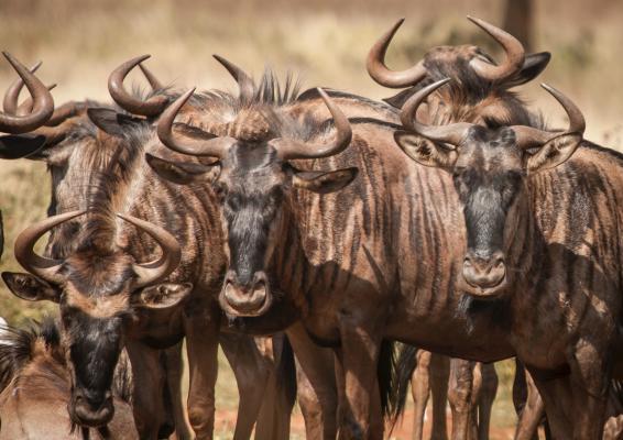 Areena Riverside Resort & Private Game Reserve - 215150