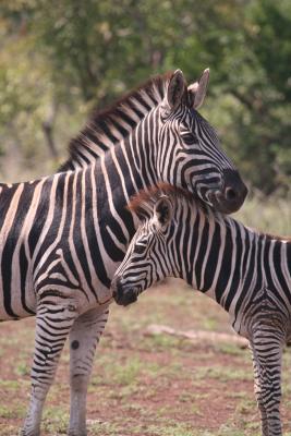 Areena Riverside Resort & Private Game Reserve - 215151