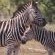 Areena Riverside Resort & Private Game Reserve - 215151