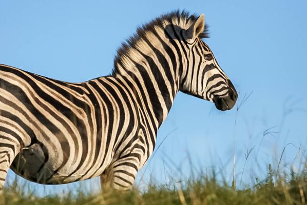 Oceana Beach & Wildlife Reserve - 215219