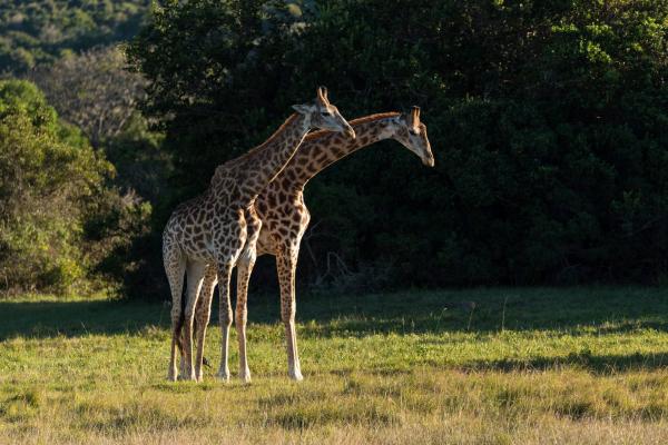 Oceana Beach & Wildlife Reserve - 215224