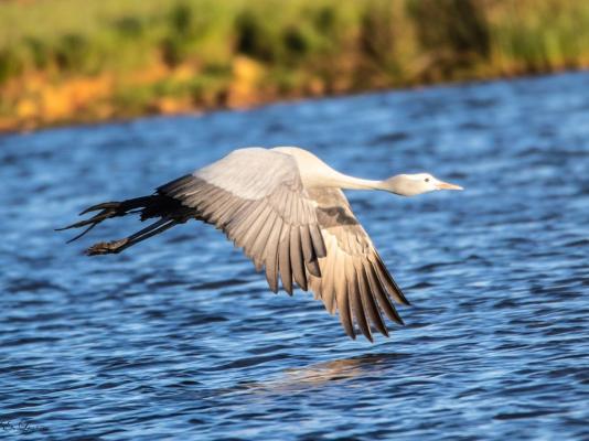 Blue Crane Farm - 216644