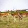 Blue Crane Farm - 216645