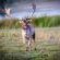 Blue Crane Farm - 216646