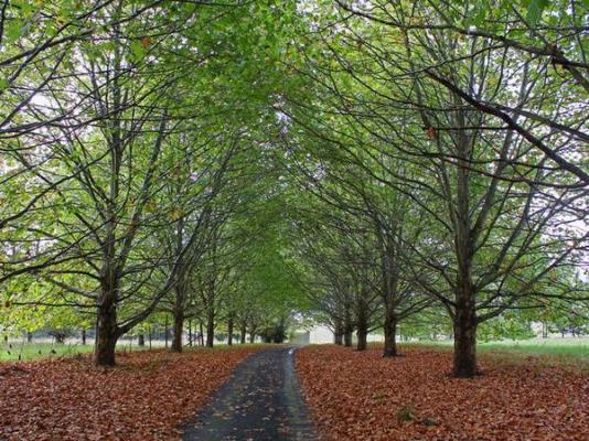 Sycamore Avenue Treehouses - 216926