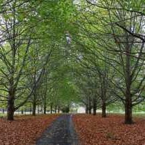 Sycamore Avenue Treehouses - 216926