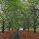 Sycamore Avenue Treehouses - 216926