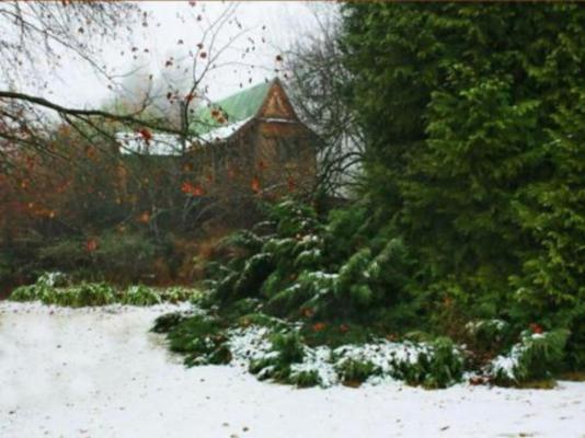 Sycamore Avenue Treehouses - 216927