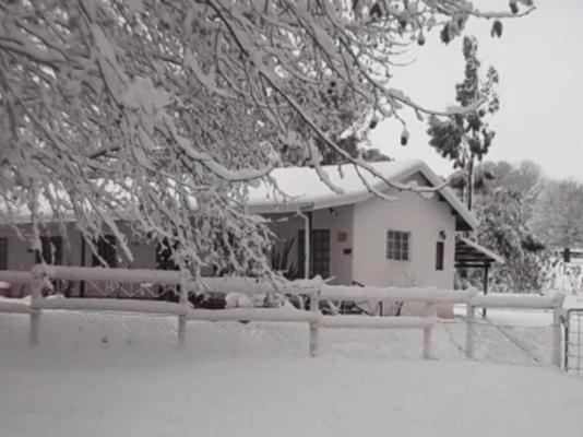 Sycamore Avenue Treehouses - 216934