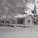 Sycamore Avenue Treehouses - 216934