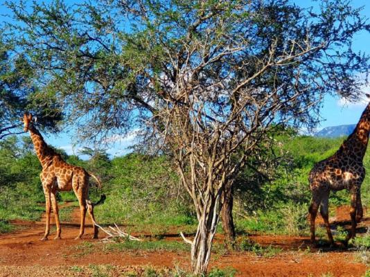 KaMsholo Bushveld Safaris - 217409