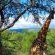 KaMsholo Bushveld Safaris - 217411