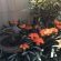Hydro Guest House - 217463