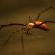 Bushwillow Collection - 217773