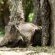 Bushwillow Collection - 217776