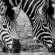Bushwillow Collection - 217779