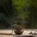 Bushwillow Collection - 217781
