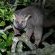 Bushwillow Collection - 217782