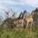 Bushwillow Collection - 217783