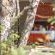 Bushwillow Collection - 217787