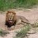 Baluleni Safari Lodge - 218161