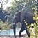 Baluleni Safari Lodge - 218165