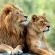 Baluleni Safari Lodge - 218167