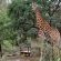 Baluleni Safari Lodge - 218181