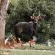 Baluleni Safari Lodge - 218191