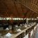 Honeyguide Ranger Camp - 218291