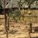 Honeyguide Ranger Camp - 218293