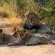 Honeyguide Ranger Camp - 218297