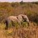 Honeyguide Ranger Camp - 218303