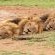 Kambaku River Lodge - 218552