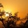 Kambaku River Lodge - 218553