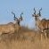 Kambaku River Lodge - 218554