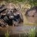 Kambaku Safari Lodge - 218719