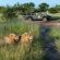 Kambaku Safari Lodge - 218720